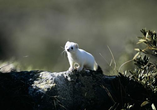 adaptation des animaux à l'hiver