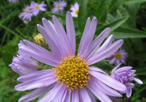 Aster des Pyrénées 