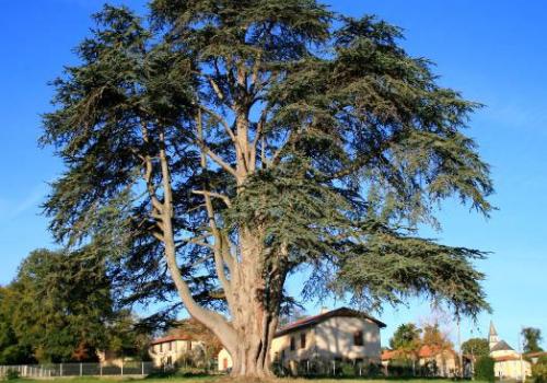 les_arbres_remarquables_maison_de_la_nature_65.jpg