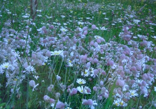 prairies_fleuries_exposition_du_pnp.jpg