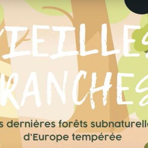 Vieilles branches