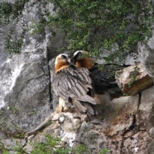 couple_gypaetes_barbus_en_ossau_didier_peyrusqueactus.jpg