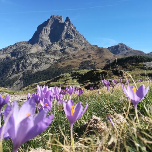 00052901_ossau_crocus_julien_vignasse.jpg