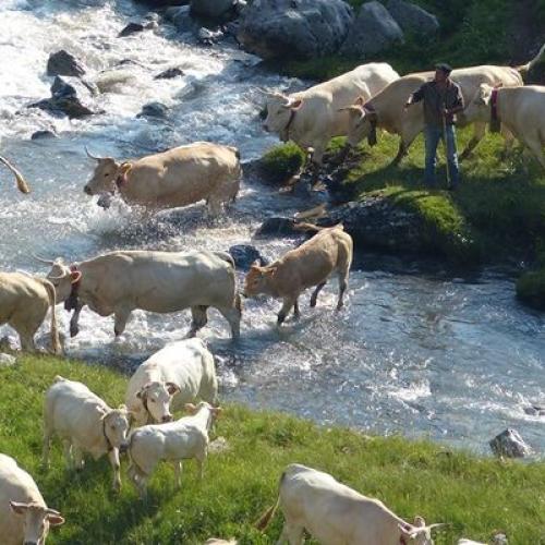 la_transhumance_de_devete_de_bious_par_didier_peyrusque_pnp.jpg