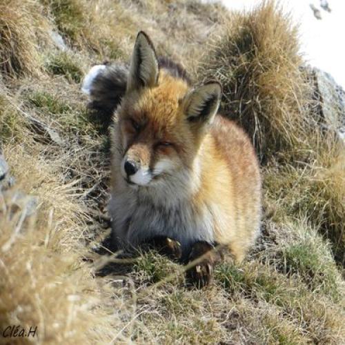 renard_credit_clea_hameury_-_rnaulon._bd.jpg