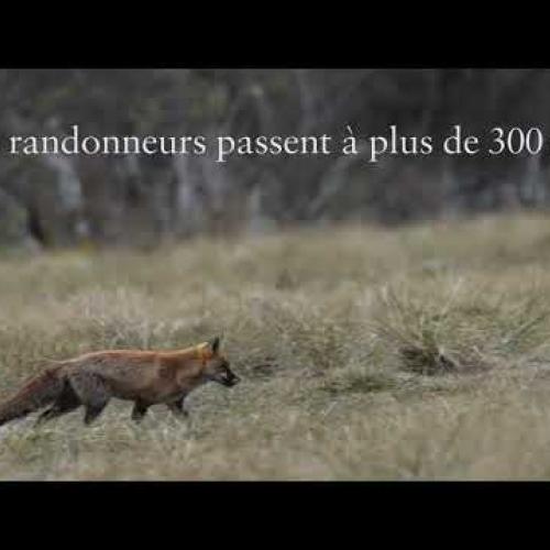 Le renard en maraude au Parc national des Pyrénées
