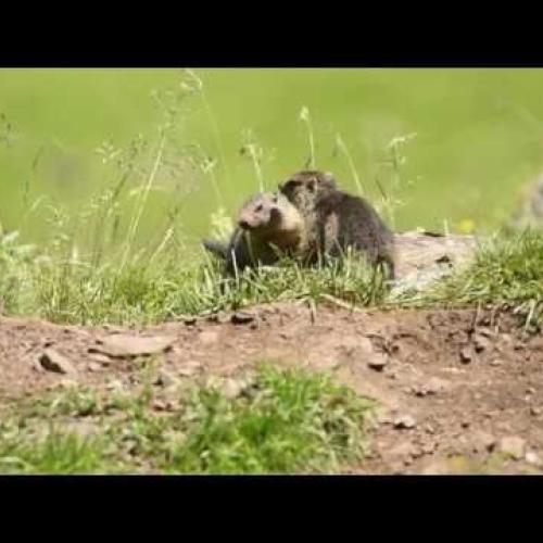 Une vie de marmotte - Parc national des Pyrénées