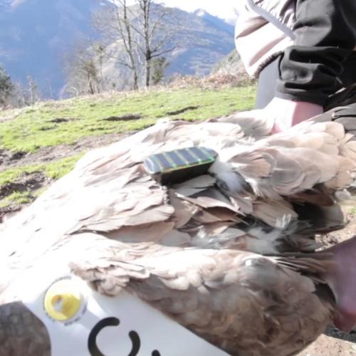 Les vautours s'équipent de GPS