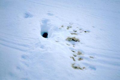 00007490_trou_de_terrier_de_marmotte_en_hiver_et_quelques_traces_autour_gerard_nogue.jpg