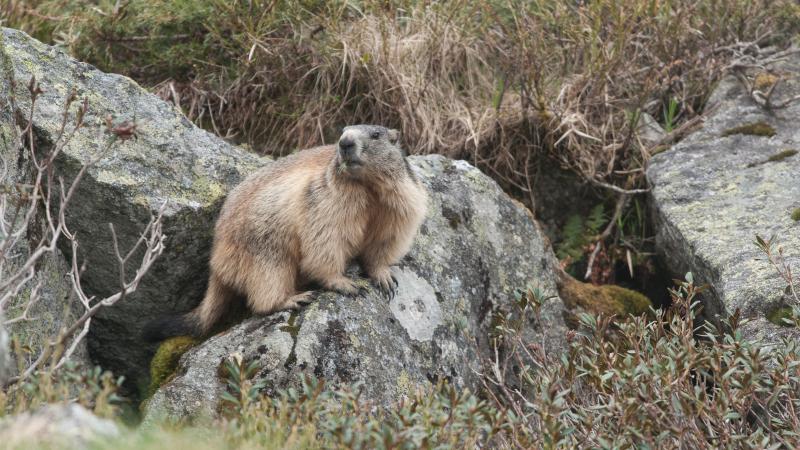 00047416_laurent_nedelec_marmotte.jpg