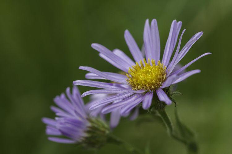 aster_des_pyrenees_christophe_cuenin.jpg