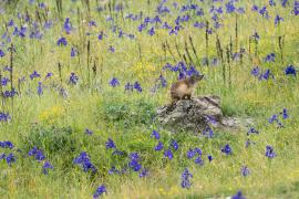 00057167_marmotte_laurent_nedelec.jpg