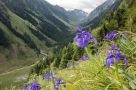 iris_des_pyrenees_sentier_de_migouelou_val_dazun_-_paysage_vue_vers_le_lac_de_suyen_et_le_port_dazun_etiennbdfe_farand.jpeg