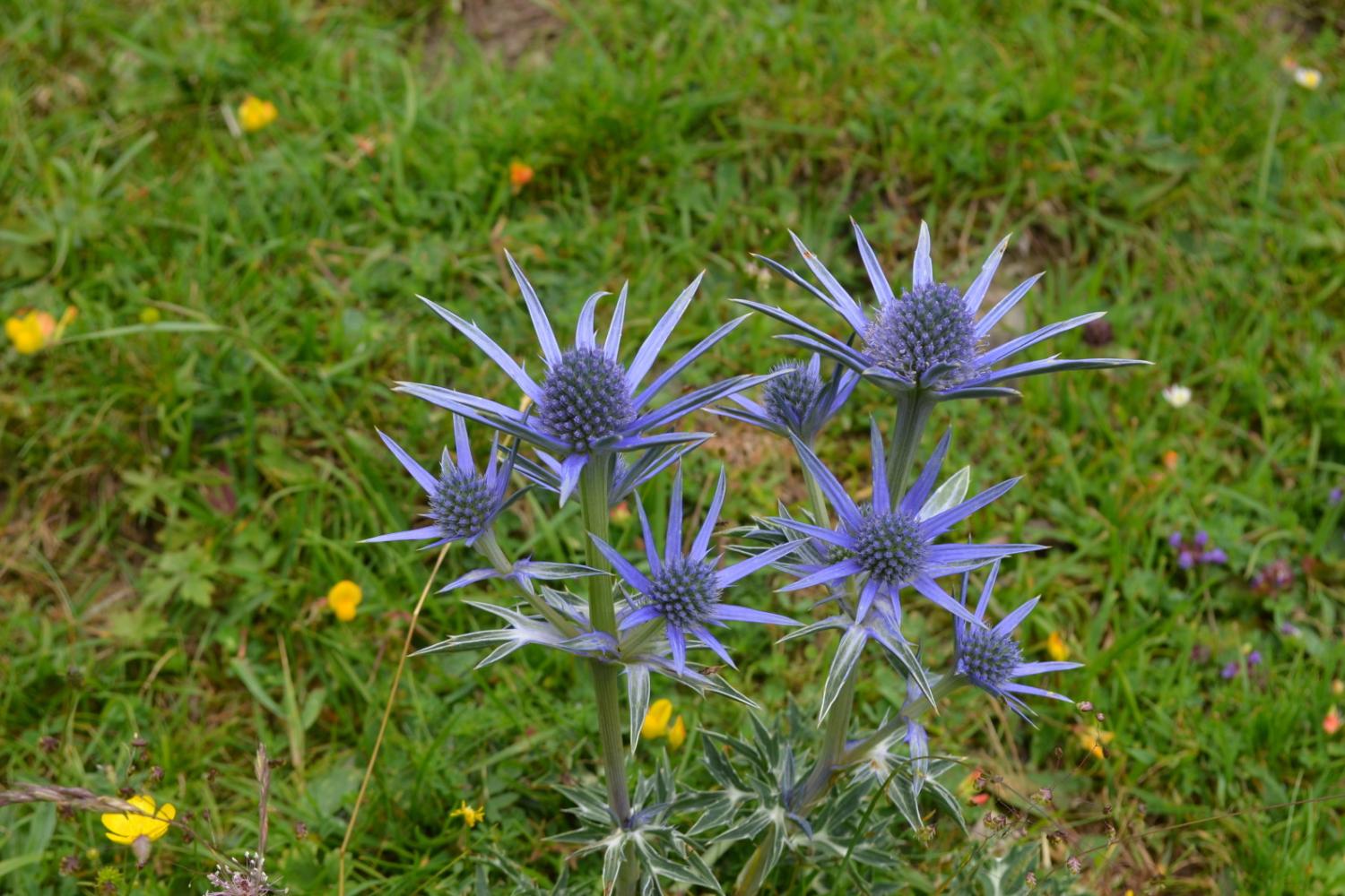 00044641_chardon_bleu_des_pyrenees_laurent_nedelec.jpg