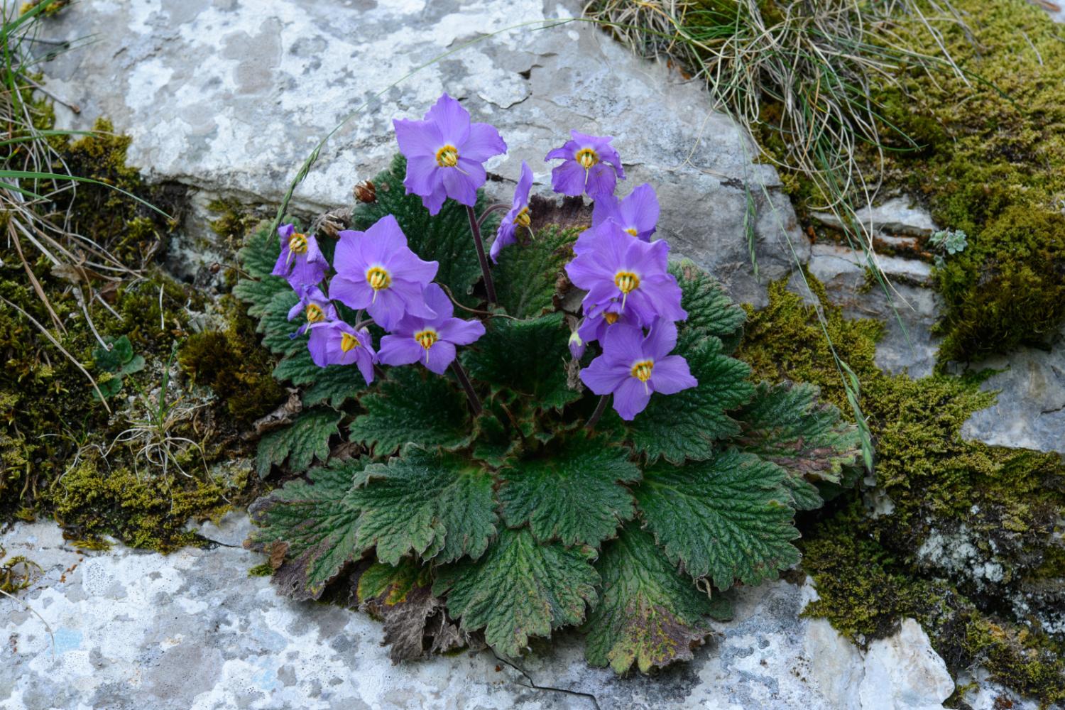 00047460_ramonde_des_pyrenees_laurent_nedelec.jpg