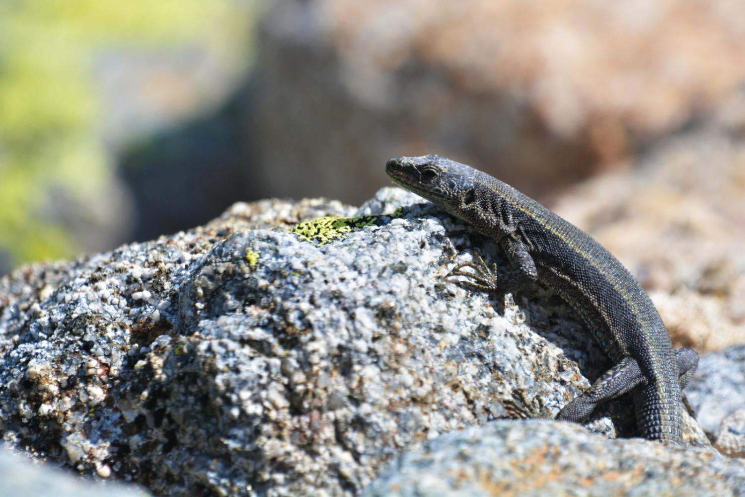 Lézard de Bonnal