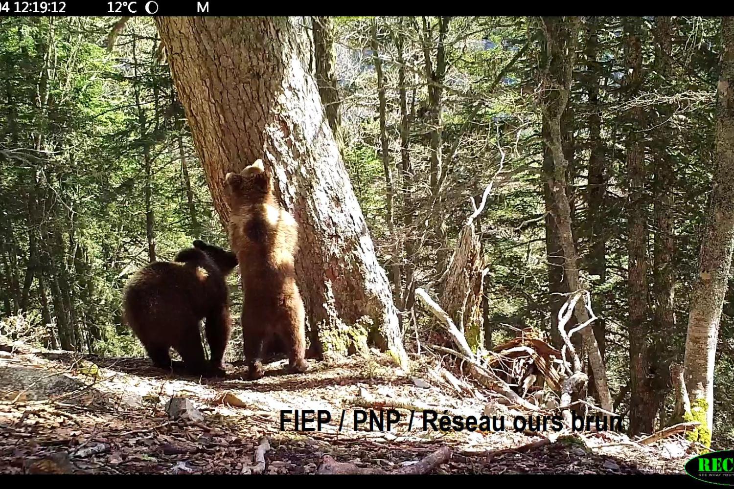 Oursons nés en 2023, en vallée d'Ossau © FIEP/ PNP/ Réseau Ours Brun 