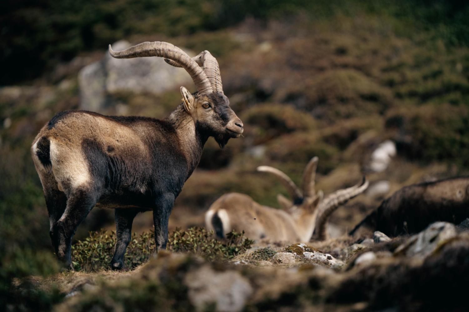  10 ans de réintroduction du Bouquetin dans les Pyrénées !