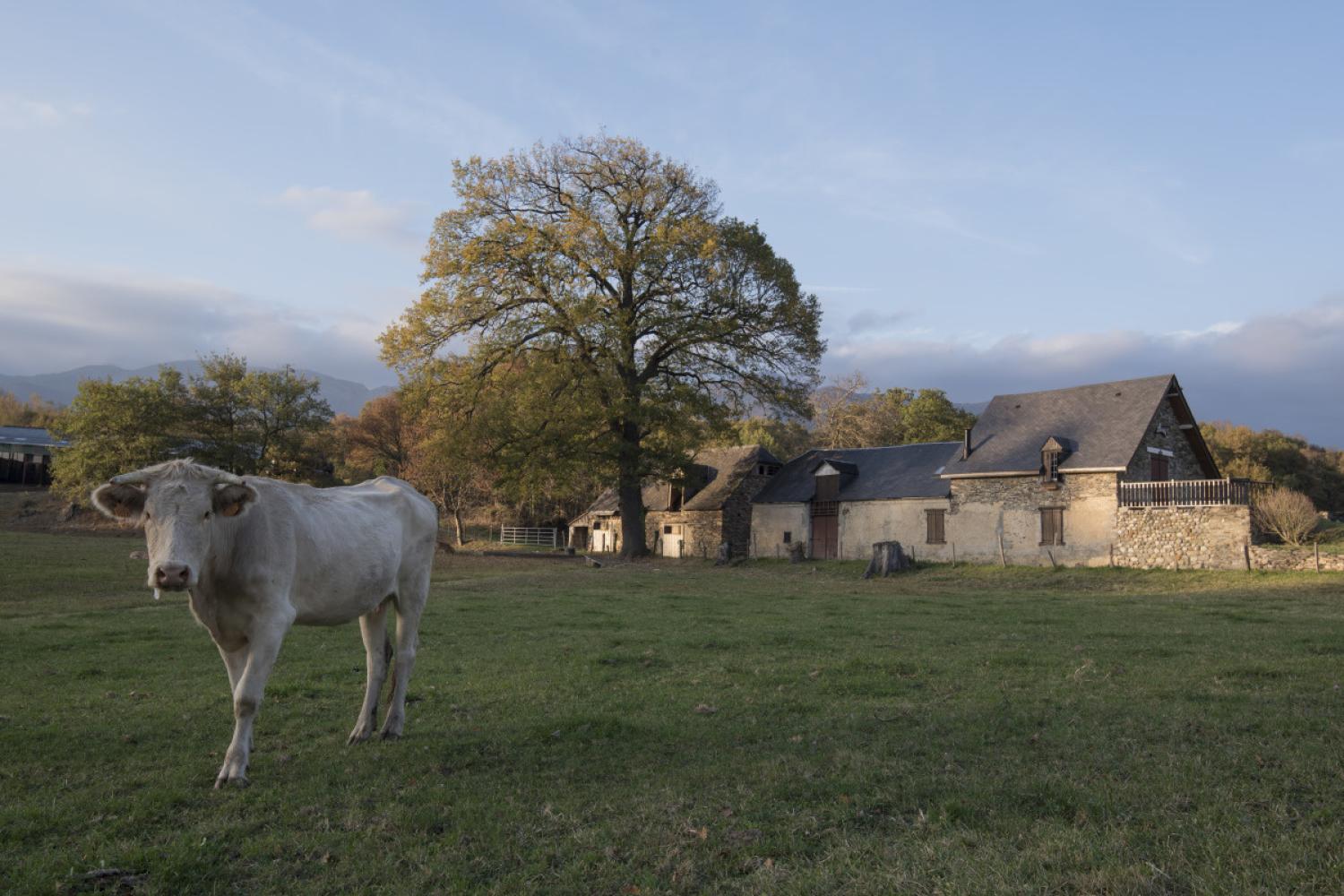 ayros-arbouix_paysage_vache_ferme_laurent_nedelec.jpeg