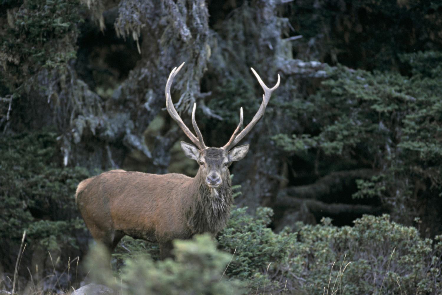 cerf_vallee_du_louron_ors_pnp_laurent_nedelec.jpeg