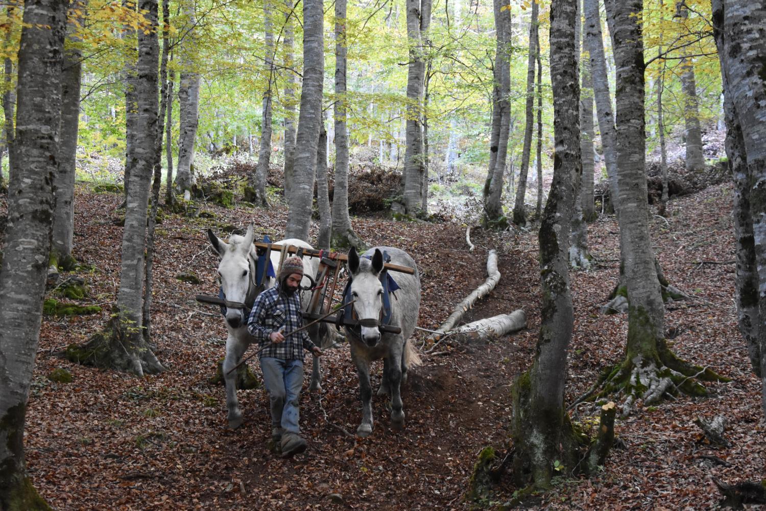 debardage_equin_sylvain_rollet_2.jpg