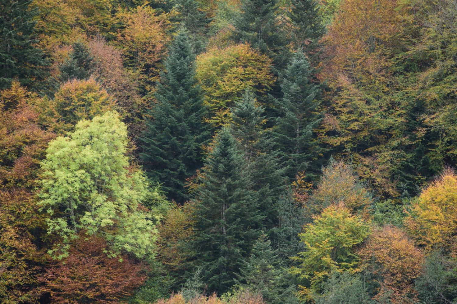 foret_vallee_estaing_octobre_laurent_nedelec_7.jpg