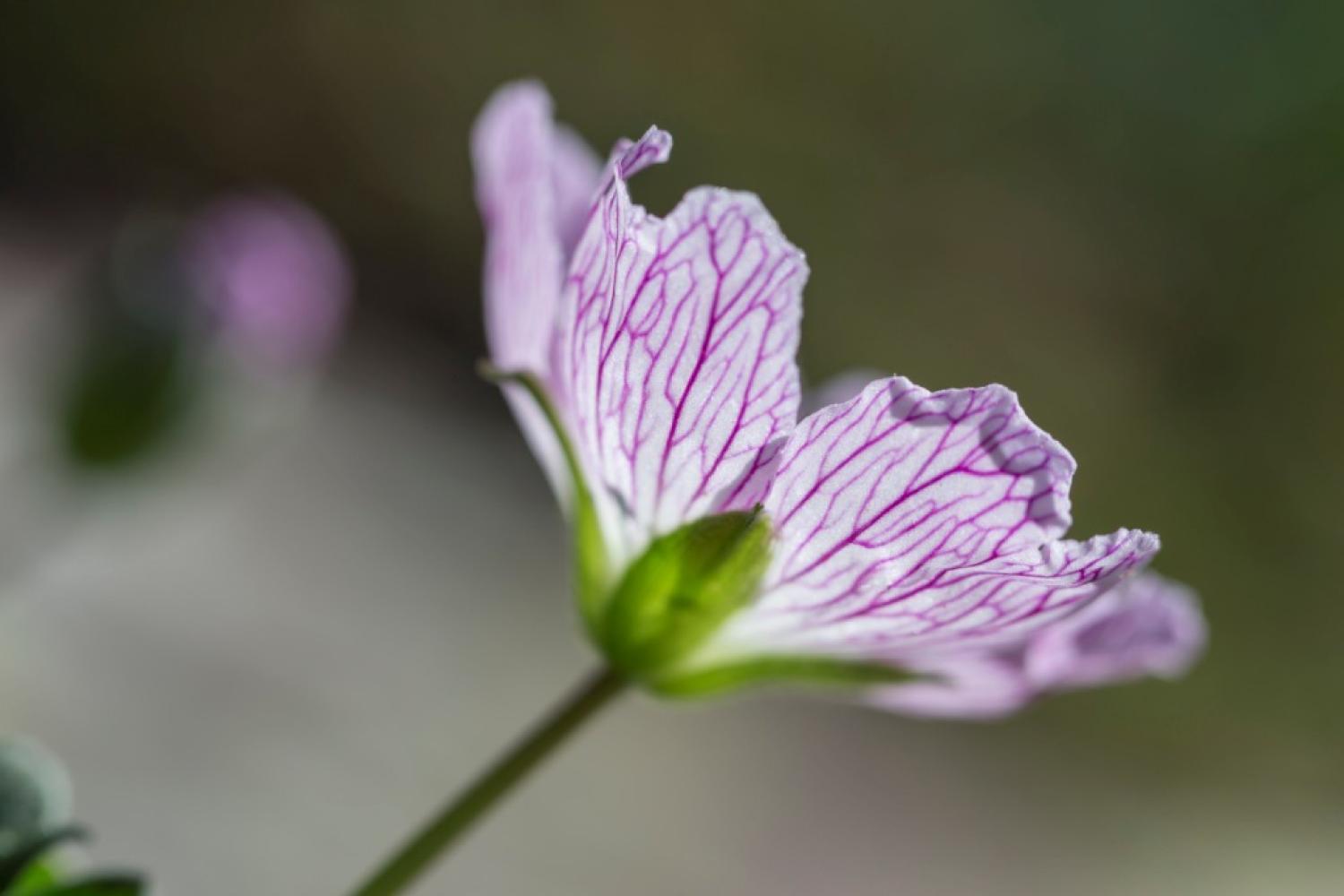 geranium_cendre_christophe_cueninoriginal_3bd.jpg