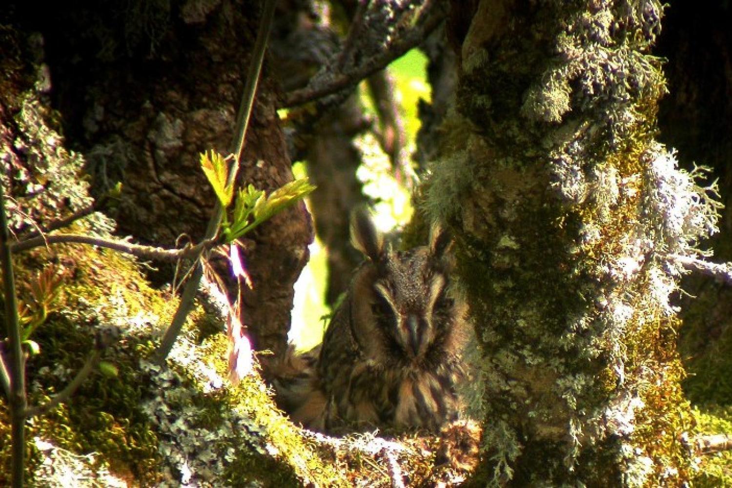 hibou_moyen_duc_didier_peyrusque.jpg