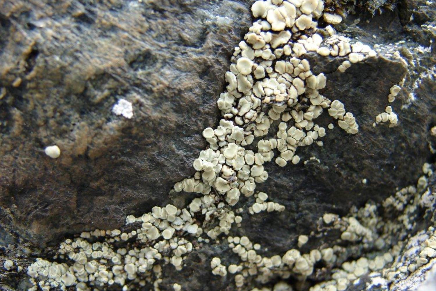 lecanora_polytropa_pinet_etienne_florence.jpg