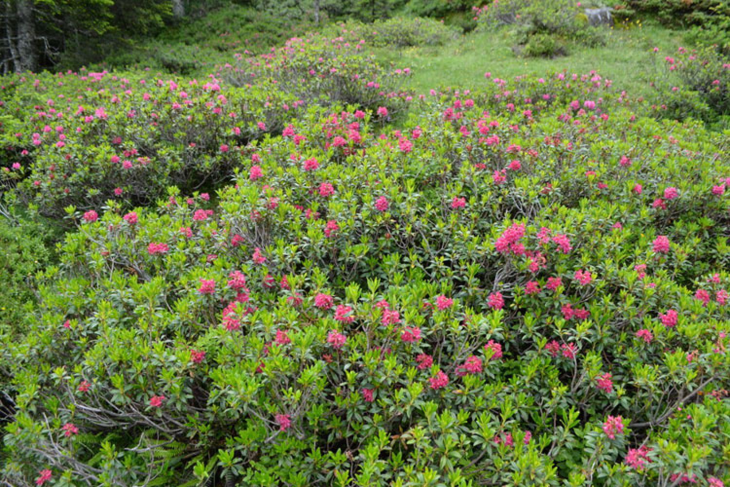 rhododendron-22833.jpg
