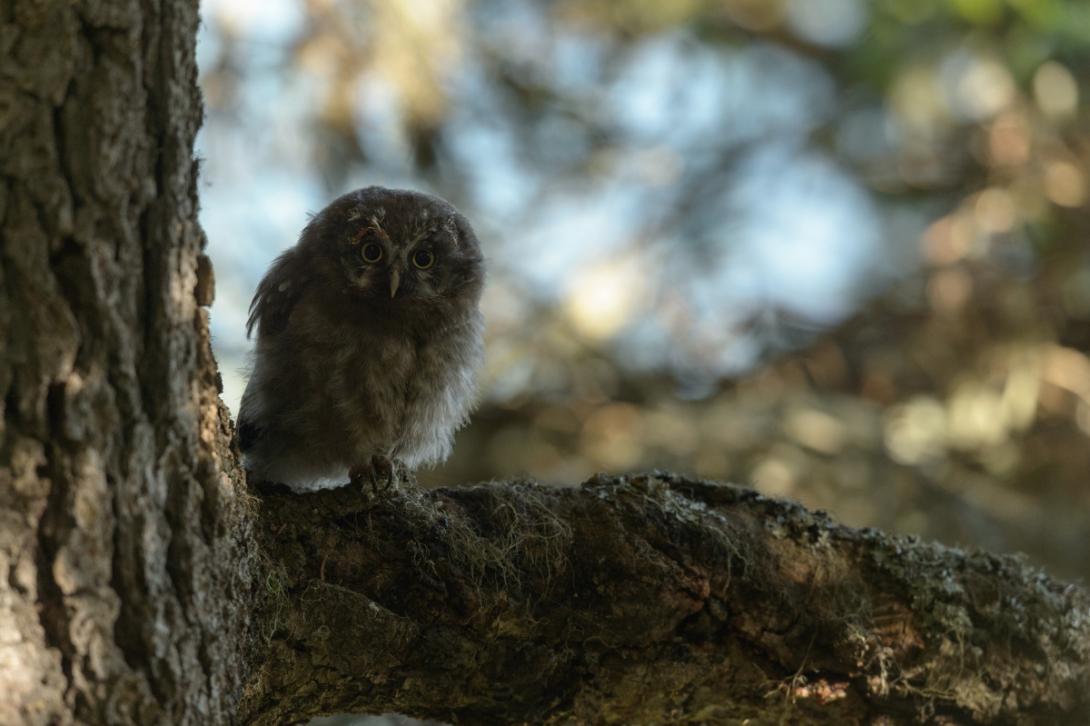 Le Parc national participe au suivi de la population de la Chouette de Tengmalm, dans le cadre du programme porté localement par l’Office National des Forêts (ONF)