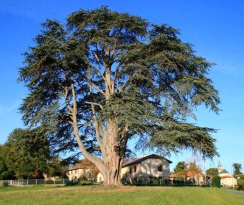 les_arbres_remarquables_maison_de_la_nature_65.jpg